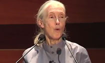 Jane Goodall